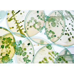 Schedline Brodzik kompozytowy Stabilsound Plus® Estima 70x120x4,5 cm, prostokątny z odpływem w narożniku, Gwarancja 15 lat